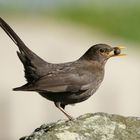 Amsel