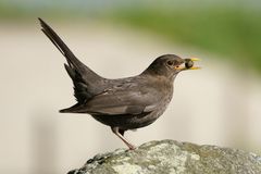 Amsel