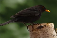 Amsel