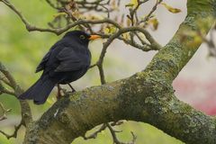 Amsel