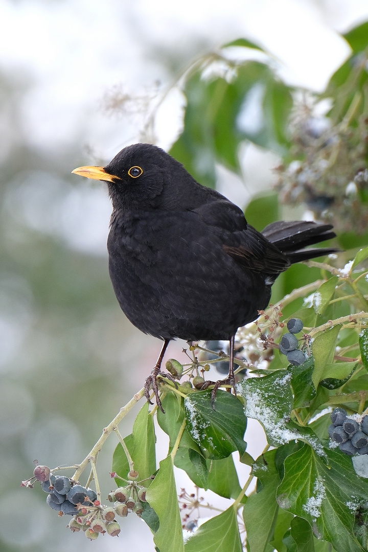 Amsel