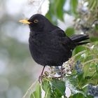 Amsel