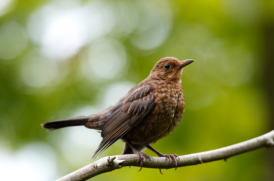 Amsel