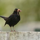 Amsel