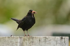 Amsel