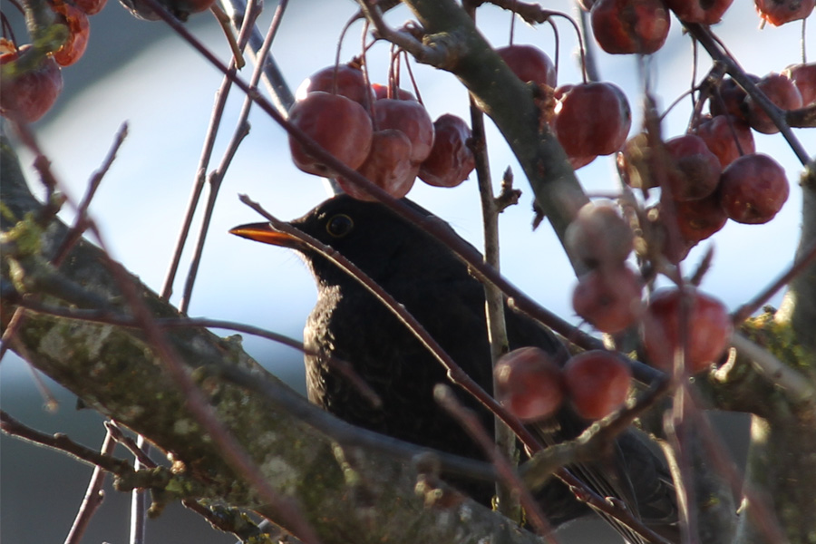 Amsel