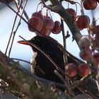 Amsel