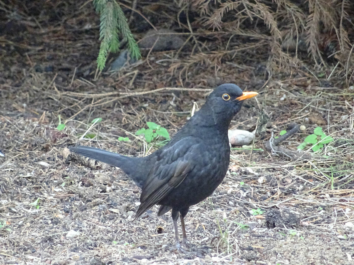 Amsel