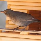 Amsel