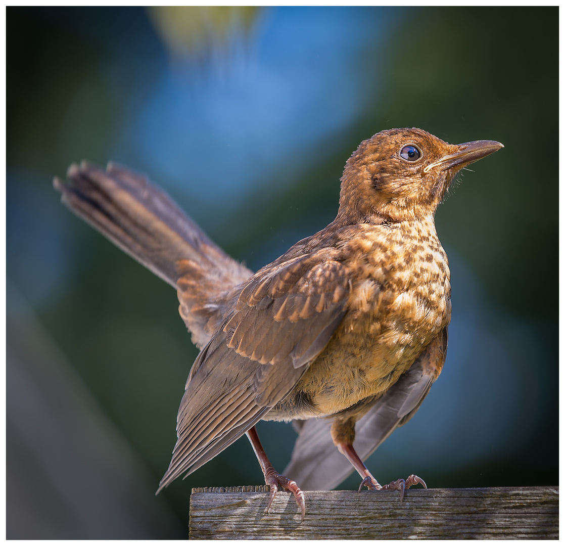 Amsel