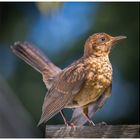 Amsel