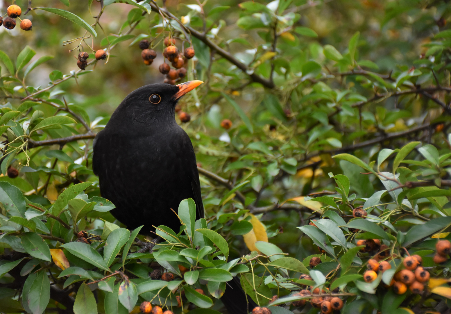 Amsel