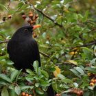 Amsel