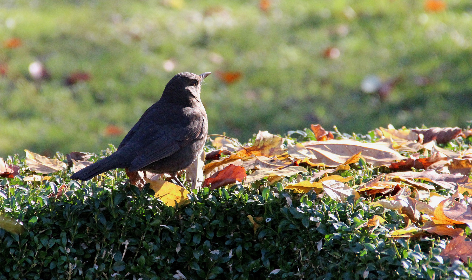 Amsel