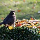 Amsel