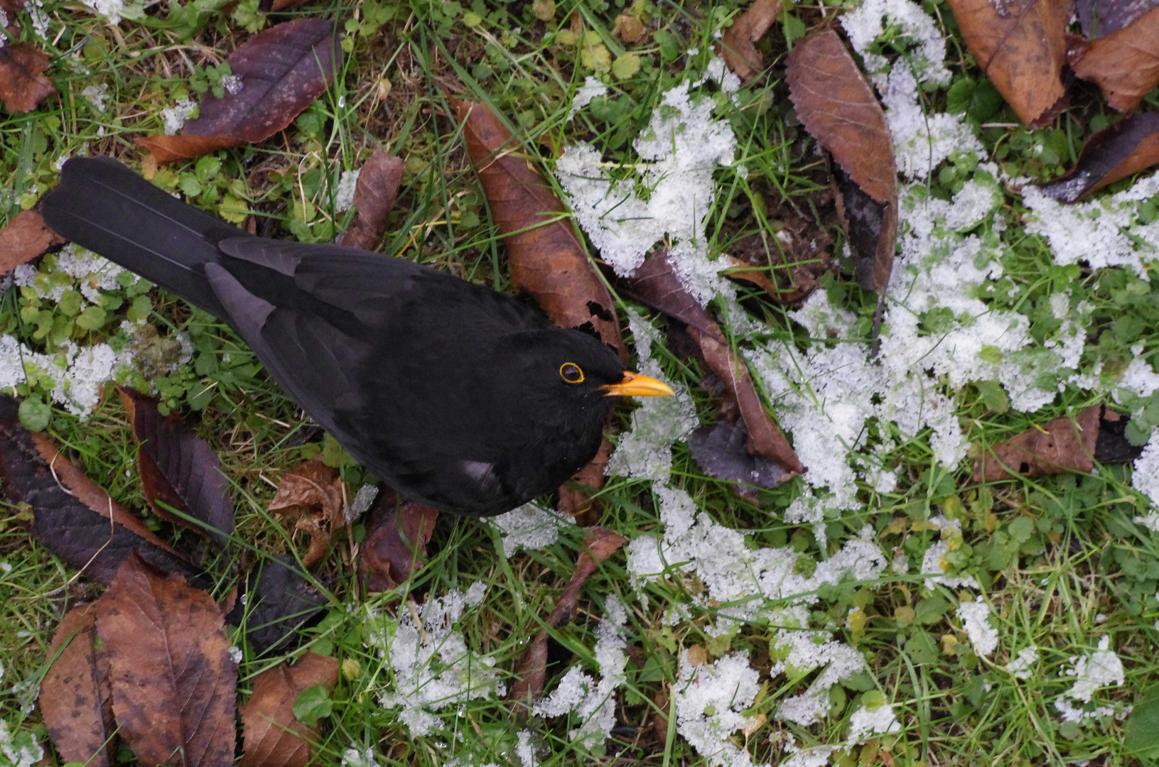 ...Amsel