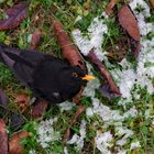 ...Amsel