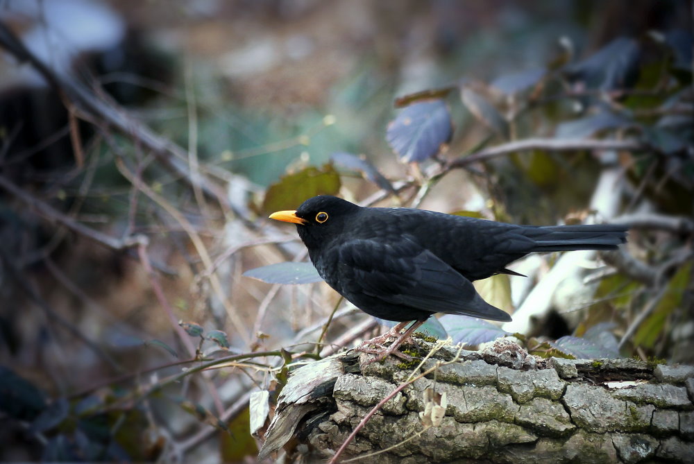 Amsel