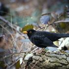 Amsel