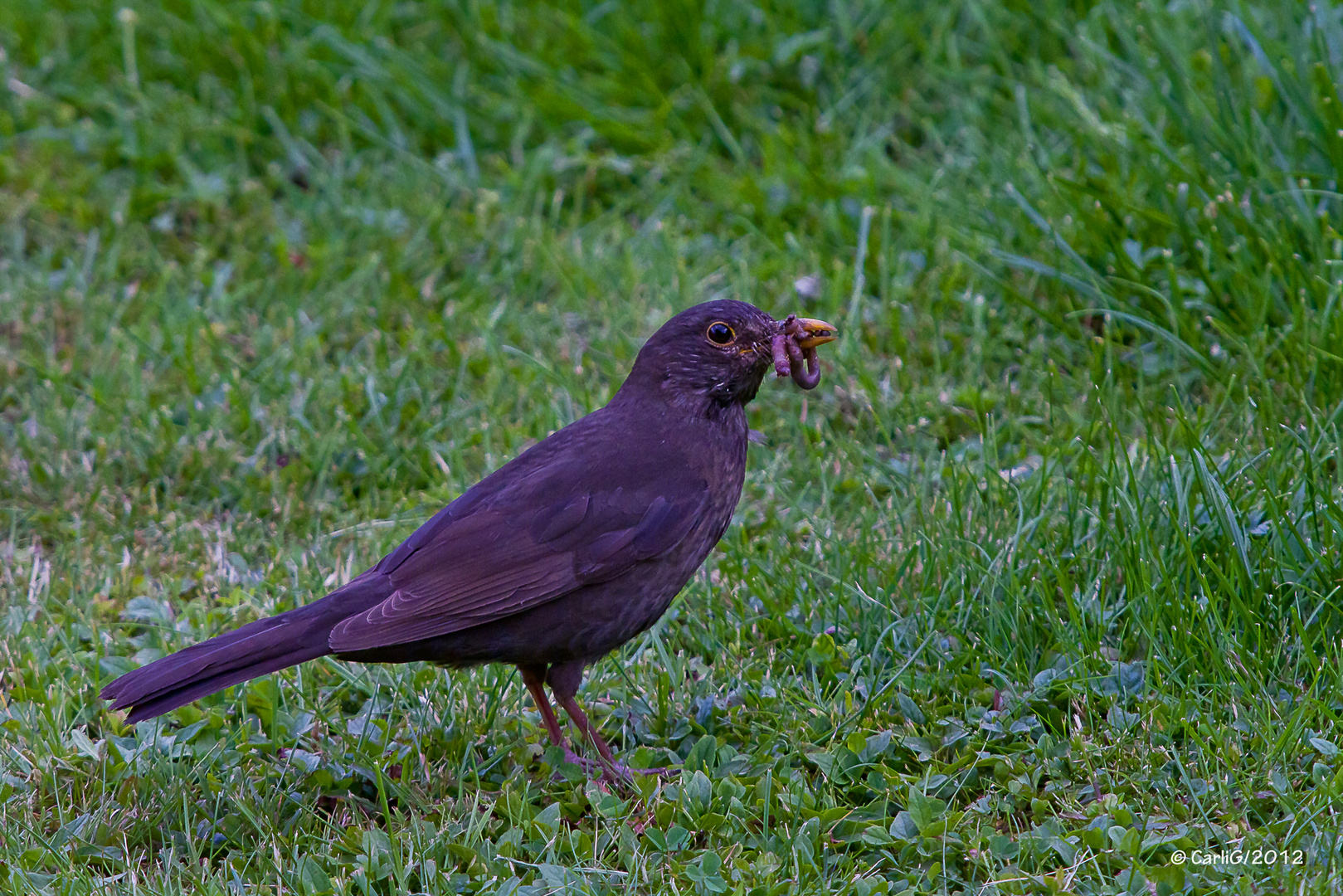 Amsel