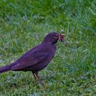 Amsel