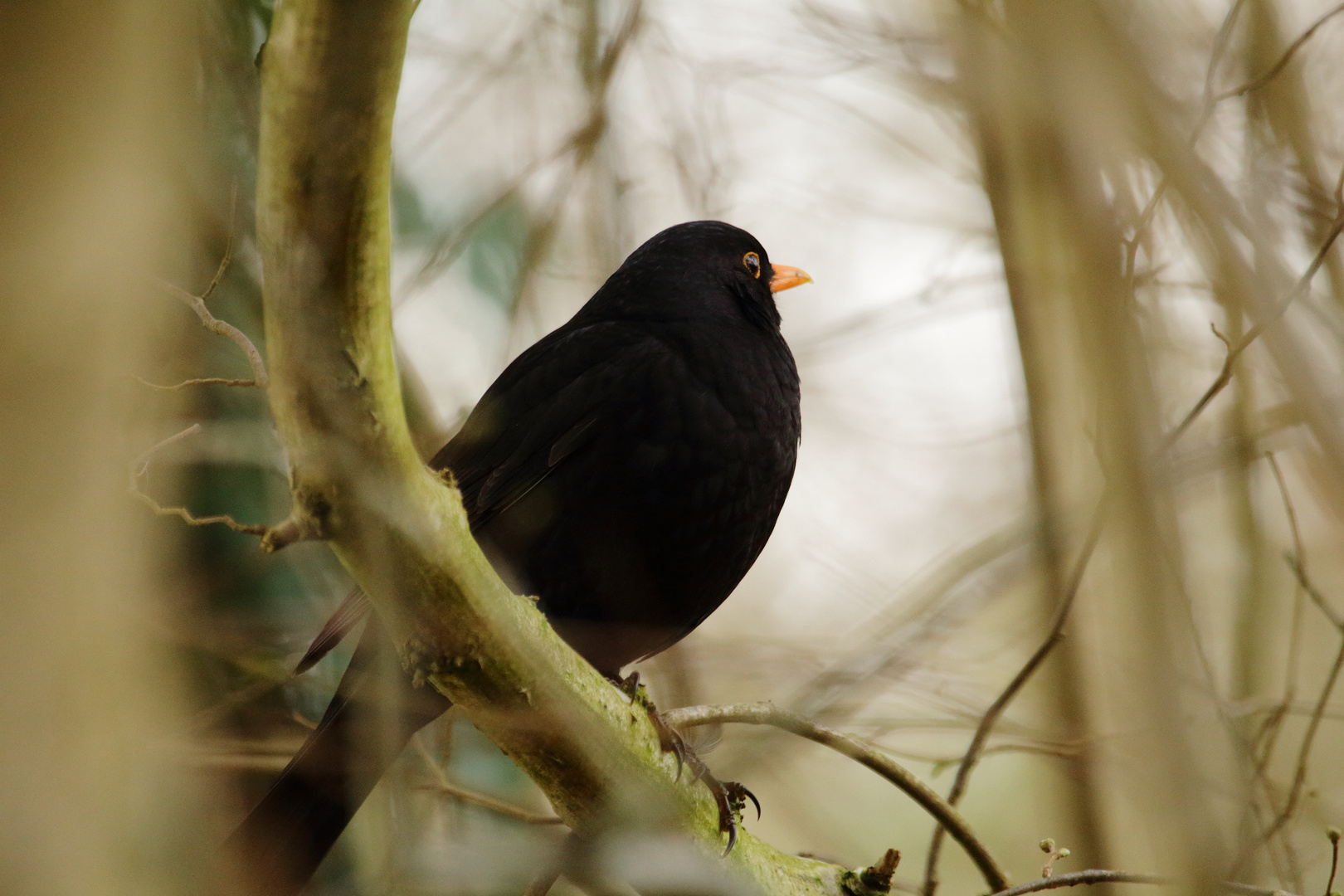 Amsel