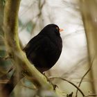 Amsel