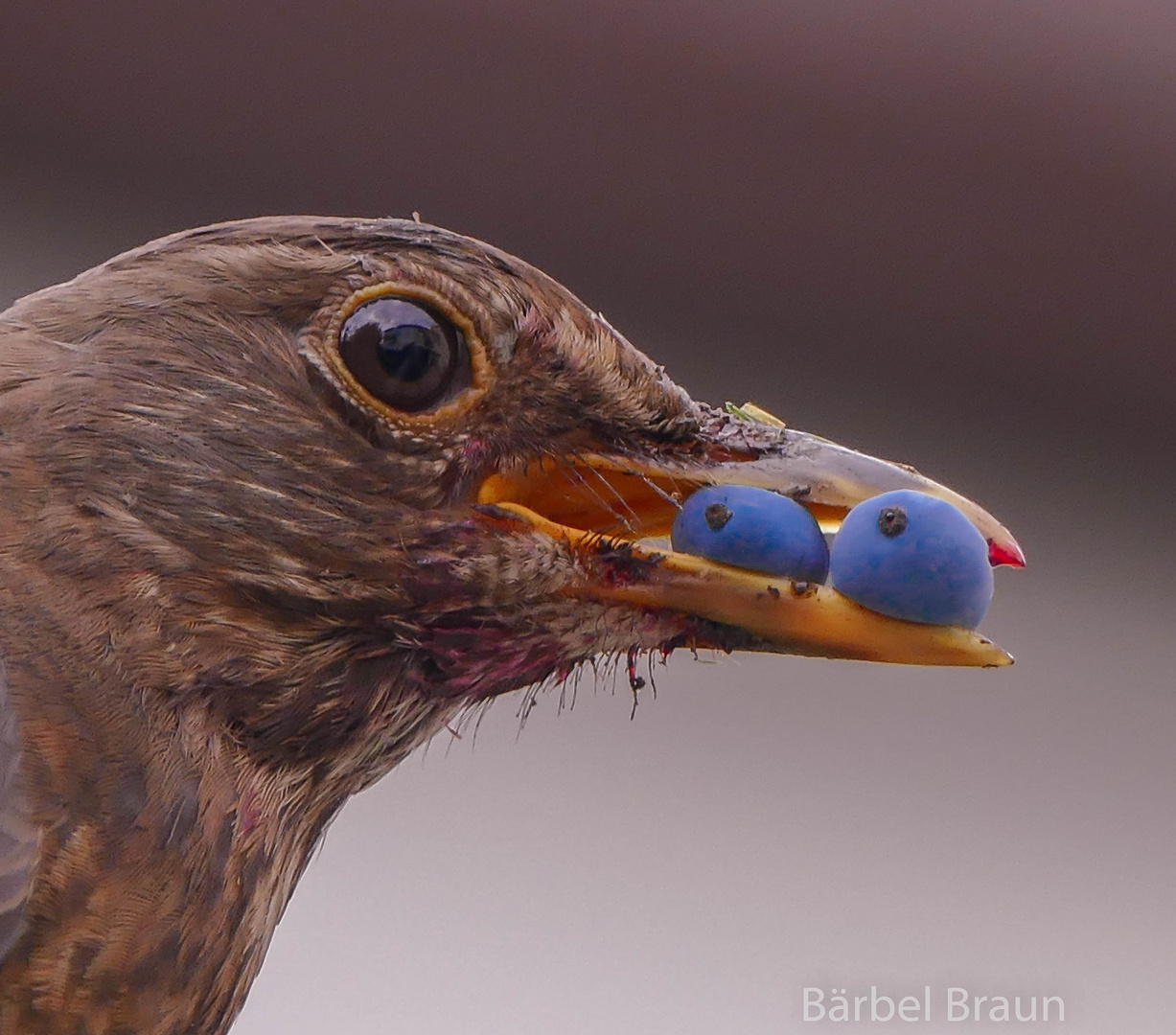 Amsel