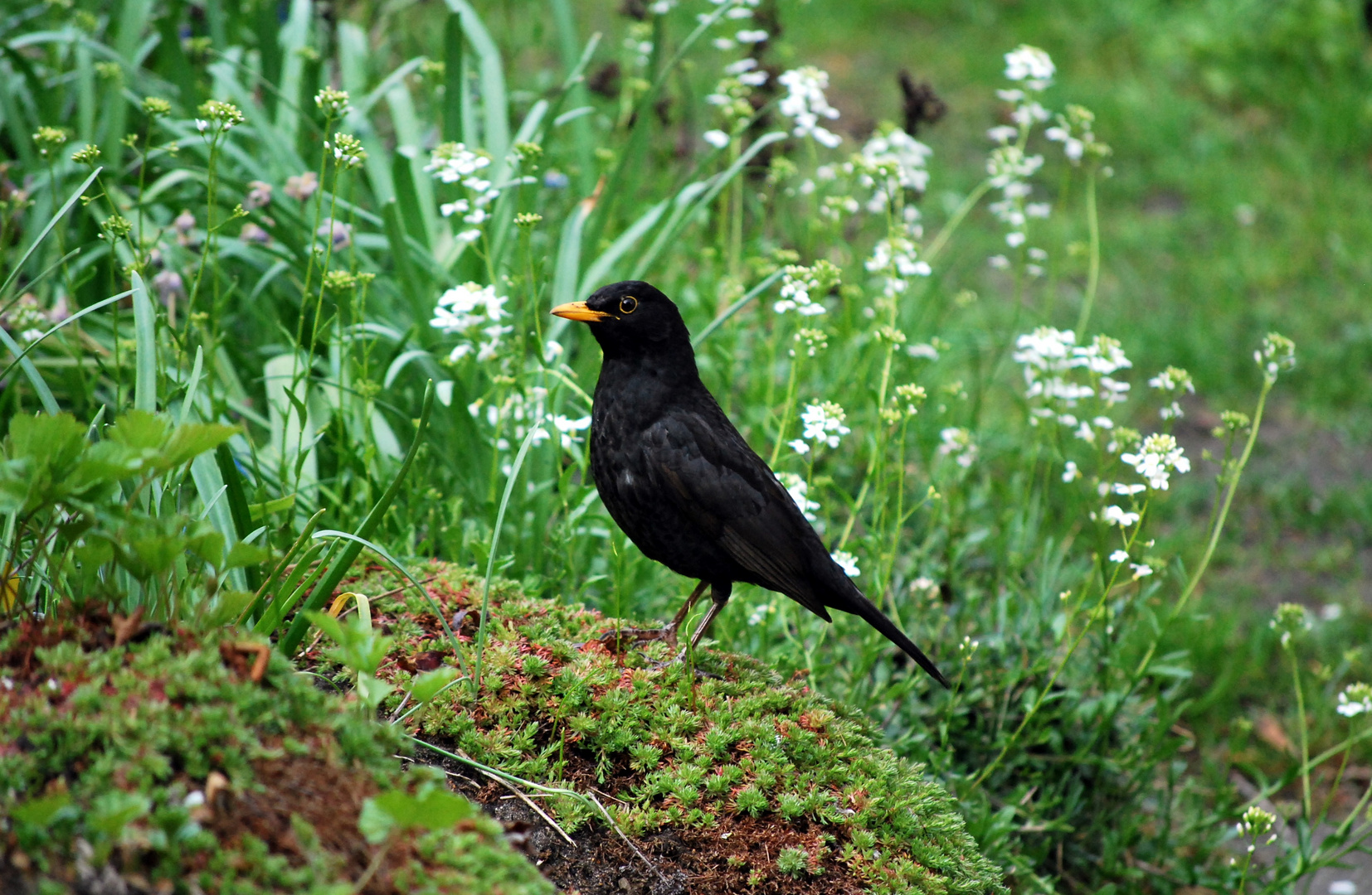 Amsel