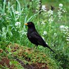 Amsel