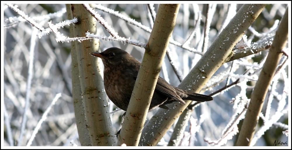 Amsel