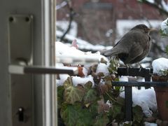 Amsel