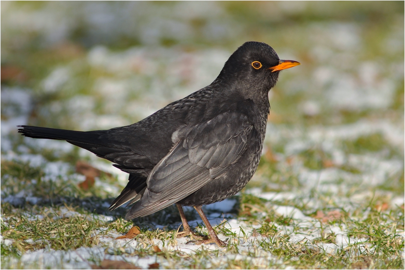 Amsel 