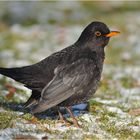 Amsel 