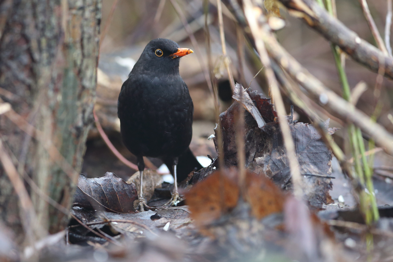 Amsel 