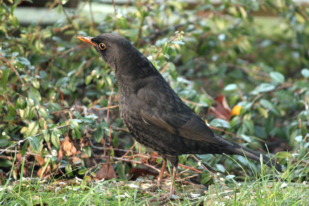 Amsel