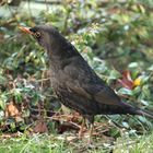 Amsel