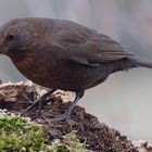 Amsel