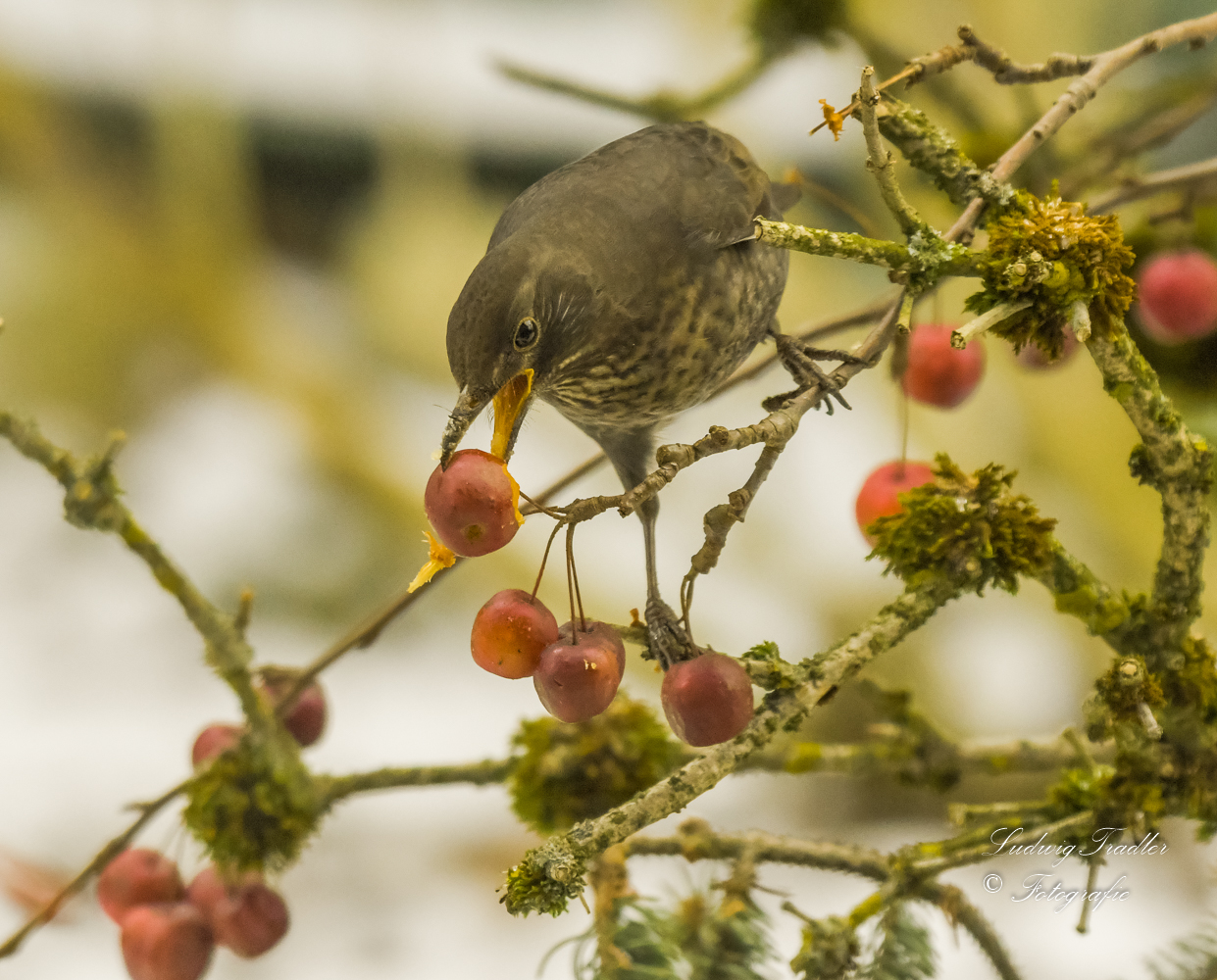 Amsel