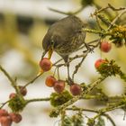 Amsel