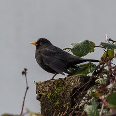 Amsel