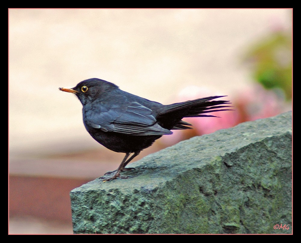 Amsel