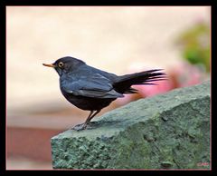 Amsel