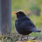 Amsel