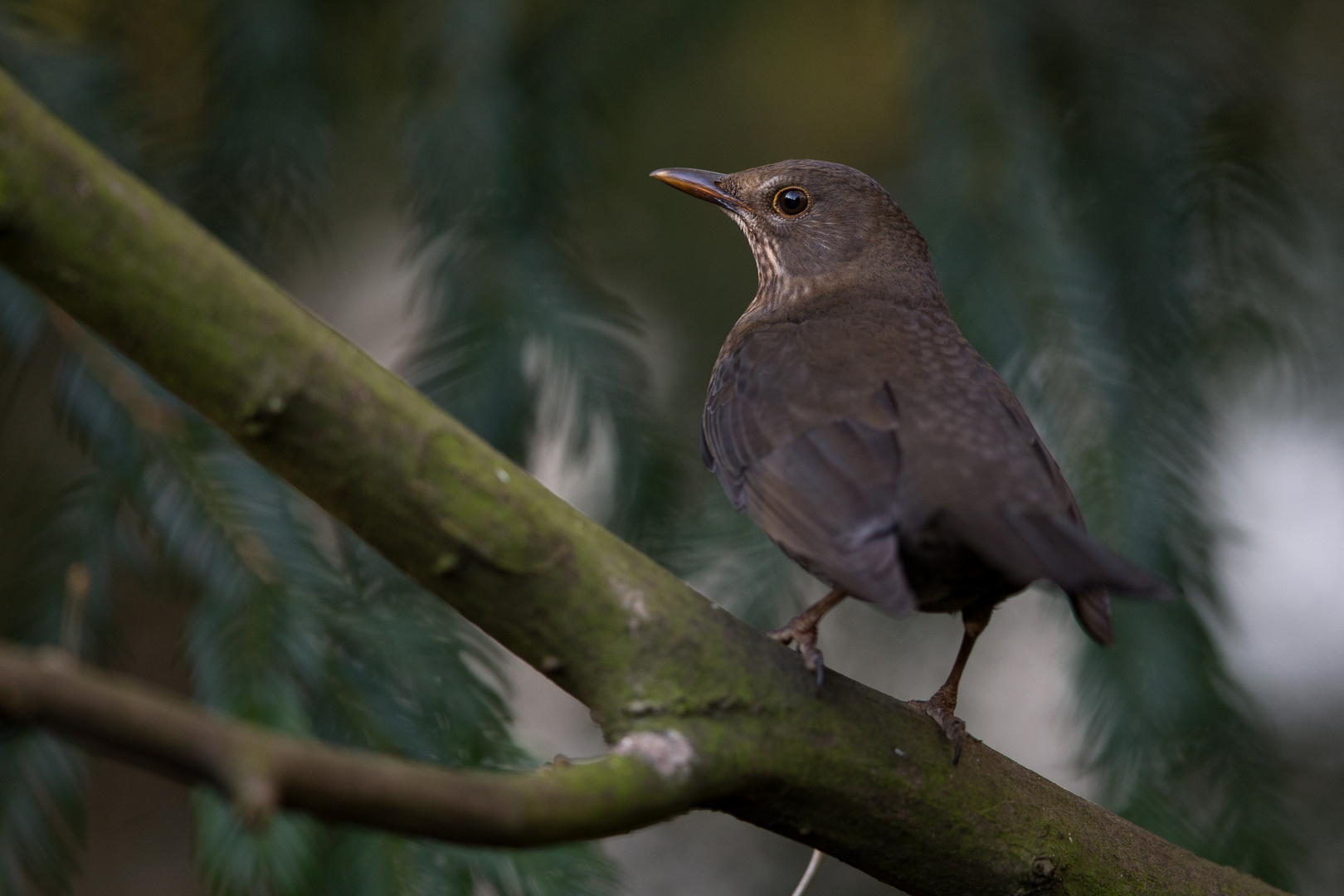 Amsel