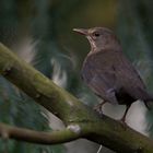 Amsel