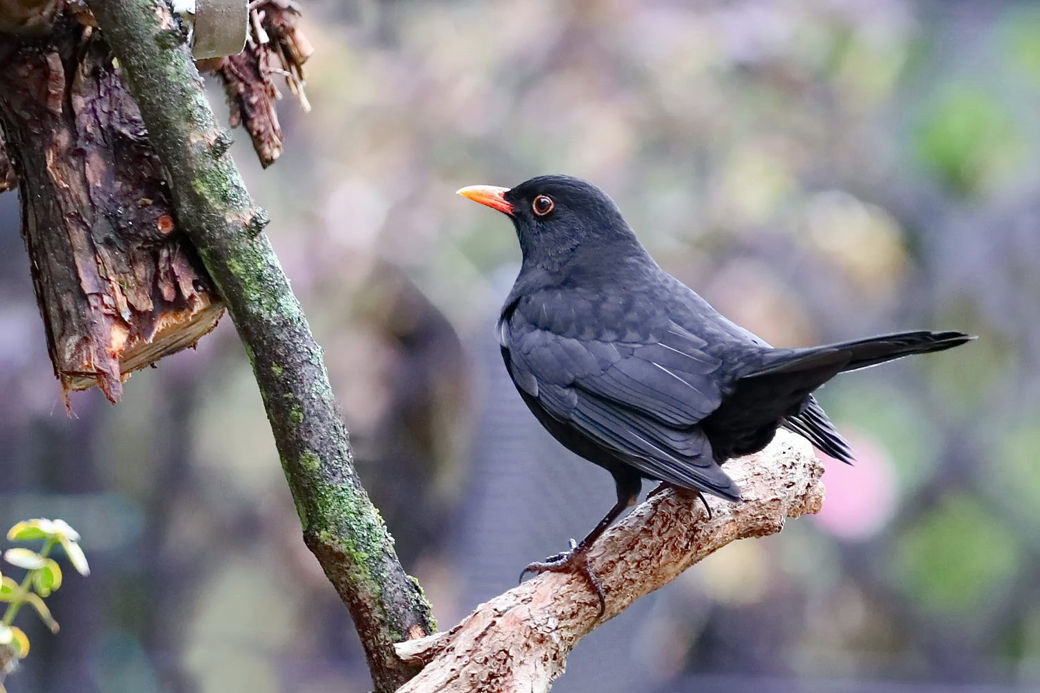 Amsel