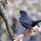 Amsel