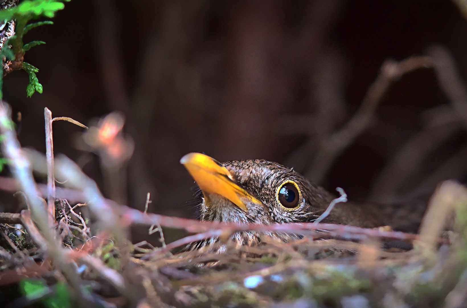 Amsel