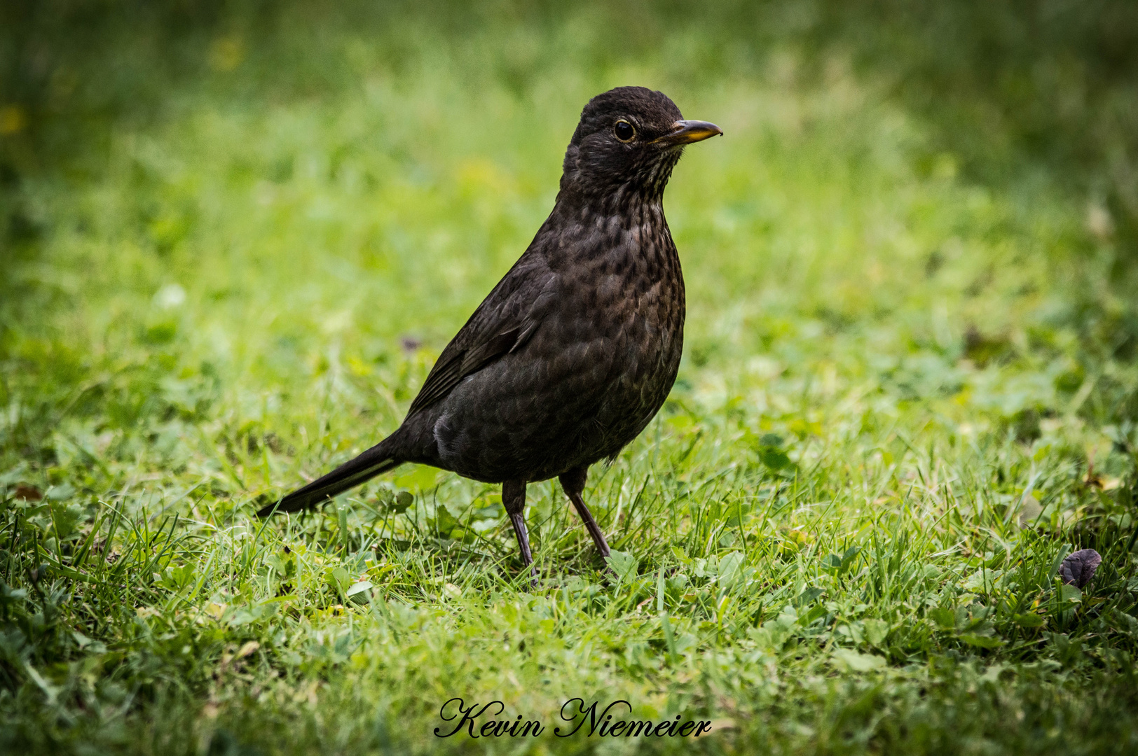 Amsel